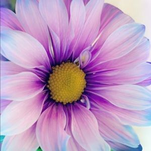 Meet your Posher, Ofelia